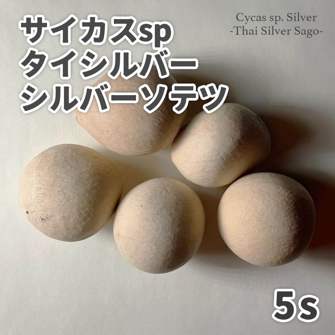 Amazon.co.jp: 【種子】サイカスspタイシルバー シルバーソテツ 5個